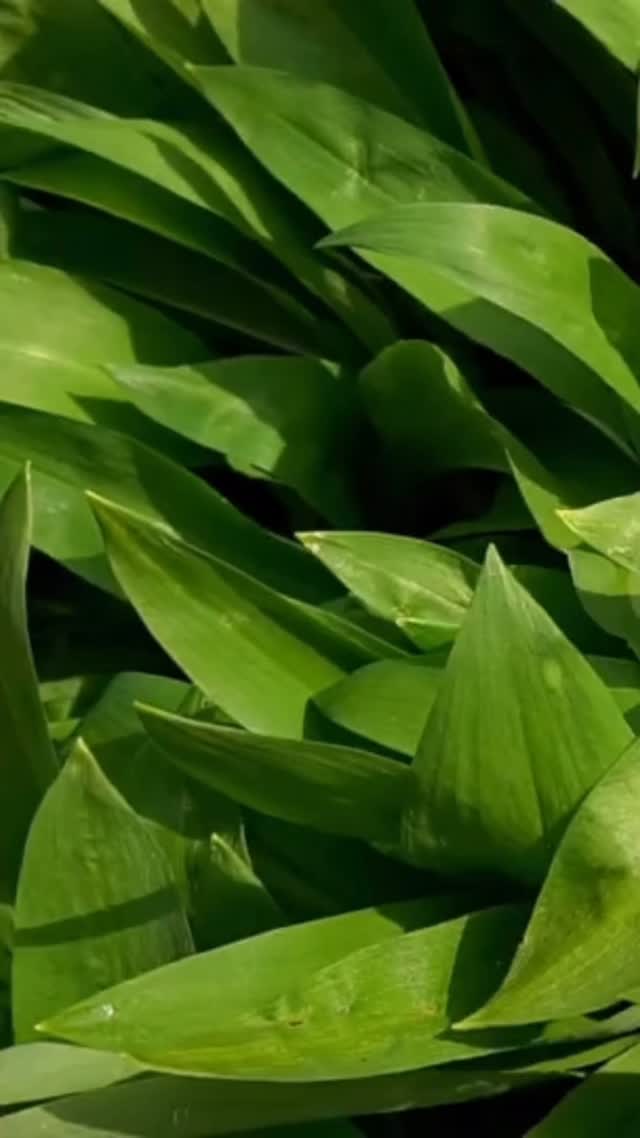 🌿 Medvedí cesnak v Spilke!

Tento týždeň si ho u nás užiješ naplno –
každý deň ho nájdeš minimálne v jednom jedle z obedového menu.

Sezóna je krátka, chuť výrazná a benefity stoja za to.
Príď si po poriadnu dávku jari na tanieri.

Tešíme sa na teba v Spilke 🍽️